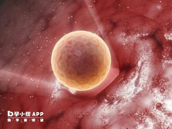 成熟卵泡直径在1.8-2.5cm