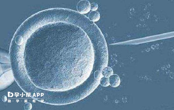 男性胚胎多为高质量的囊胚