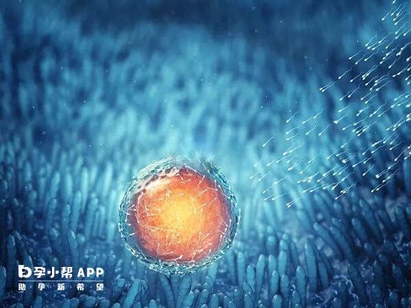 正常有排卵周期卵泡内部均呈通透的无回声