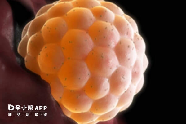 试管婴儿的过程不会一帆风顺