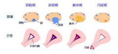 内膜厚度多少是怀孕了?