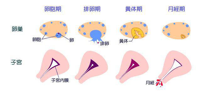 内膜厚度多少是怀孕了？