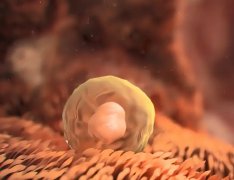 试管婴儿胚胎移植后多久着床？