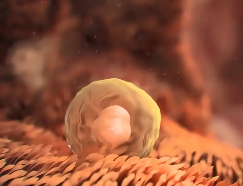 试管婴儿胚胎移植后多久着床？