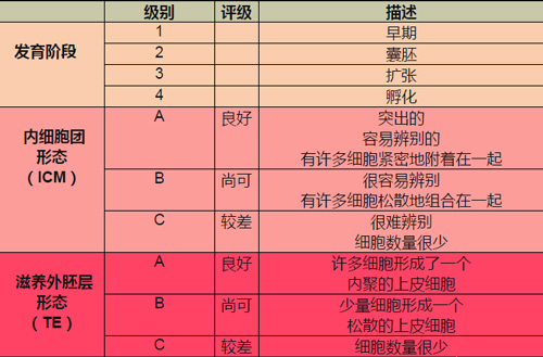 3ab囊胚相当于几级胚胎