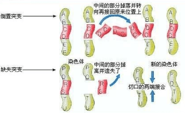 染色体异常是什么原因导致