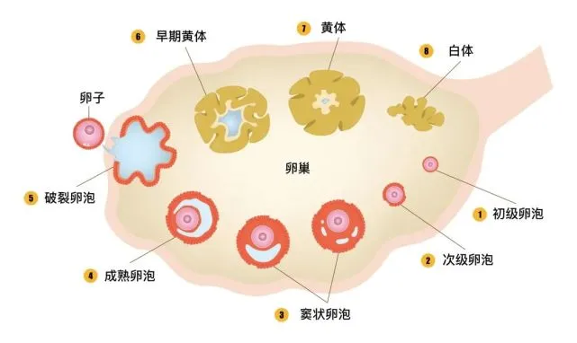 4个卵泡能成功配上几个胚胎