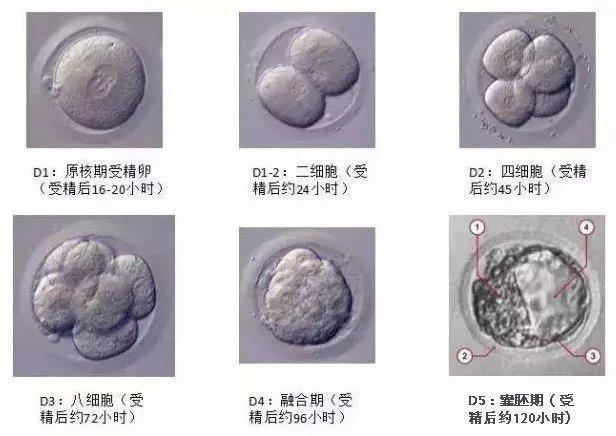 7个卵泡能配成几个胚胎