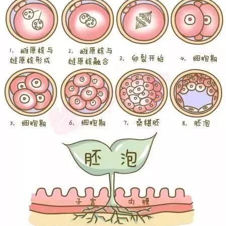 7个卵泡能配成几个胚胎