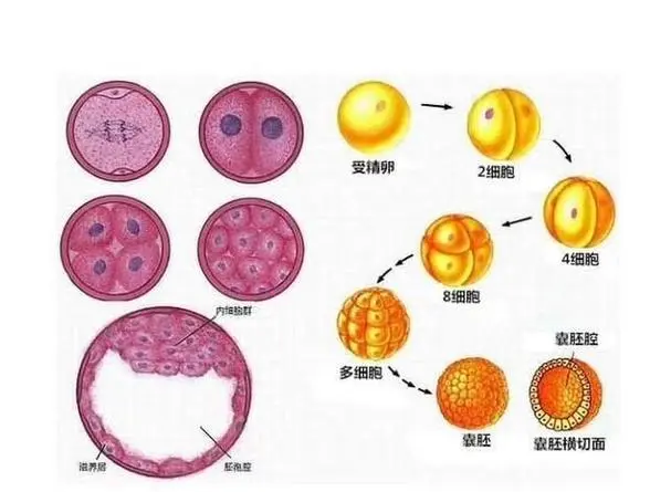 3bb囊胚几天测出来