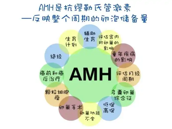 amh是什么检查项目