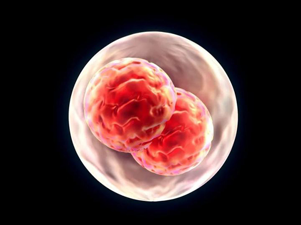 3CC囊胚可以继续发育吗