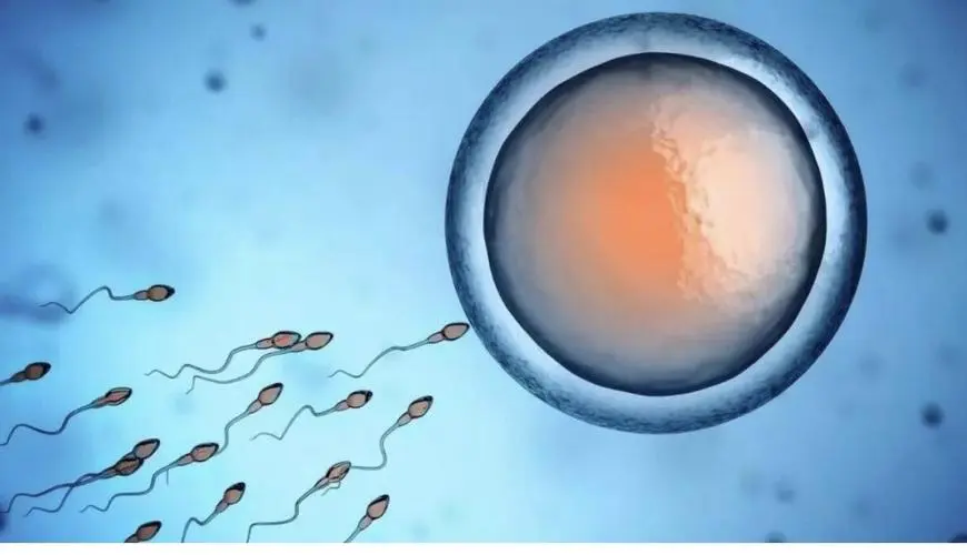 深圳做三代试管婴儿可以选的医院名单新鲜出炉公布