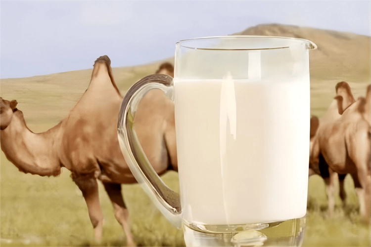 常喝驼奶竟还有这些功效与作用