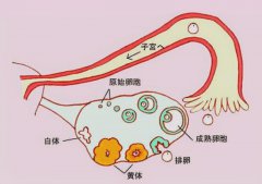 女性一个月可以排几次卵,排一次的话能有几个卵