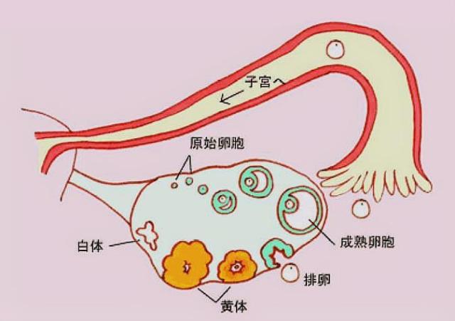 女性一个月可以排几次卵，排一次的话能有几个卵