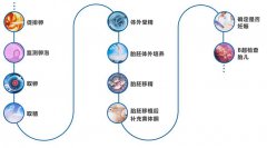 做试管婴儿的全部流程大约需要多久时间