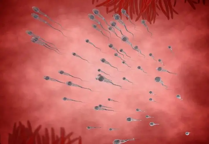 一文解读男性同房排精后可以在女性身体里存活多久 一文解读男性同房排精后可以在女性身体里存活多久