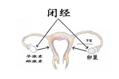 52岁闭经了还会再怀孕吗，做试管的成功率高不高？