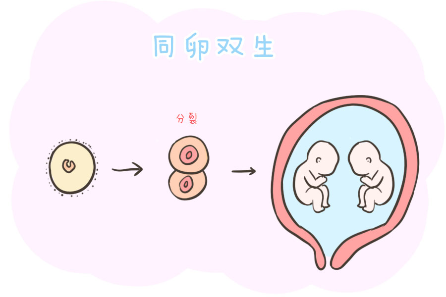 普通人自然怀上双胞胎是怎么形成的由谁决定的