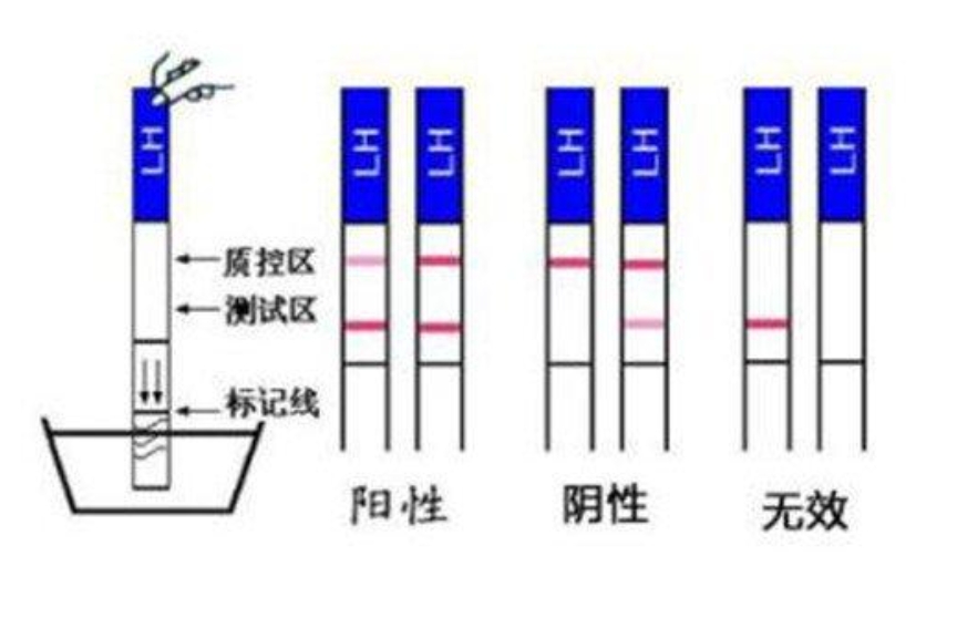 学会这个方法一分钟让你判断出有没有怀孕