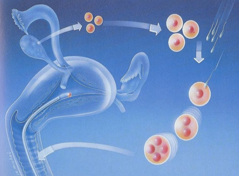 昆明市的昆华医院做试管的成功率有多高？