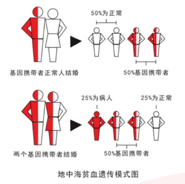 地中海贫血遗传模式