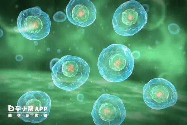 吃克罗米芬促排率较高