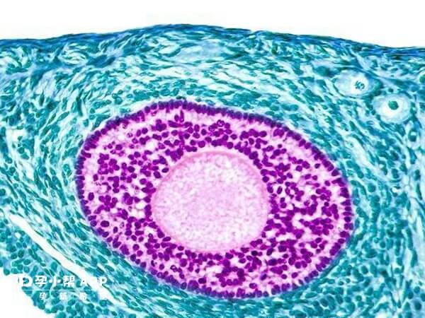 促排期间皮肤可能更敏感