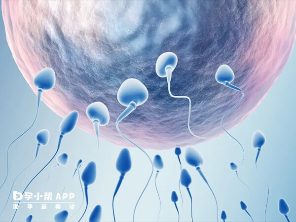 胚胎质量是决定妊娠成功率的核心因素之一