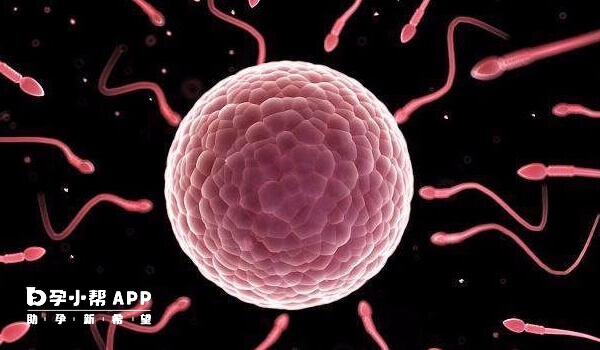 9细胞2级胚胎成功率