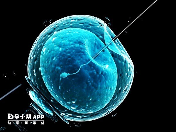 做试管需要监测卵泡