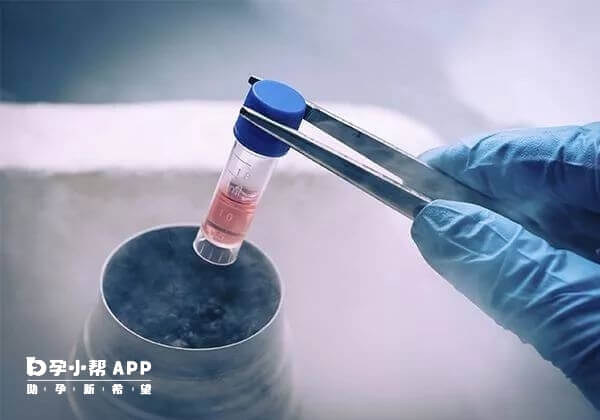 六细胞三级胚可移植