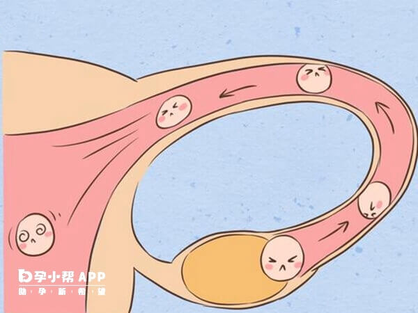 乐宝得有促进排卵的作用