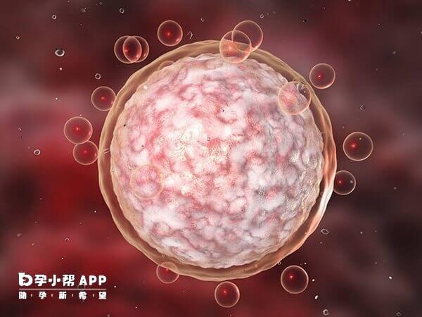 美诺孕有促进卵泡成熟的作用