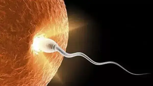 香港各医院人工受精费用