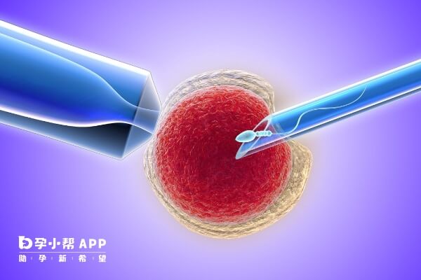 试管婴儿的外貌主要取决于父母的遗传基因