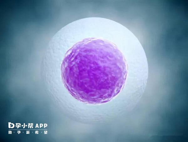 卵子的质量会随着女性年龄的增长而衰退