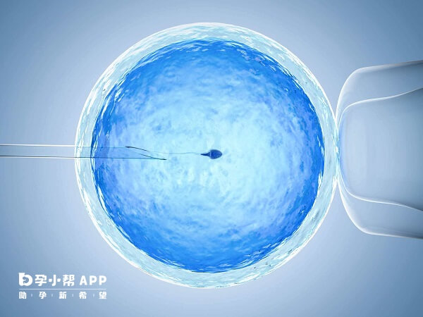 移植管直径仅约1-2mm