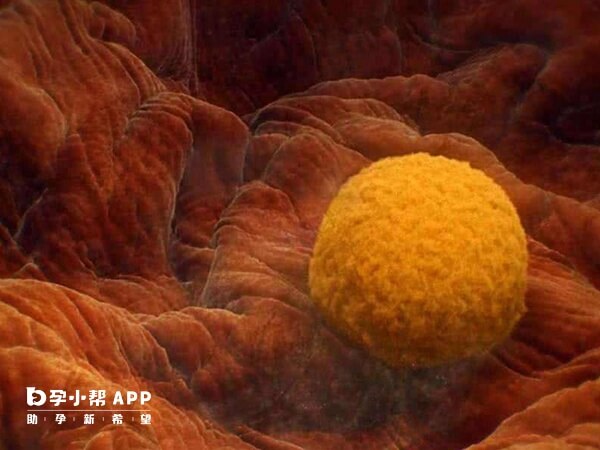 熬夜影响到卵子的质量