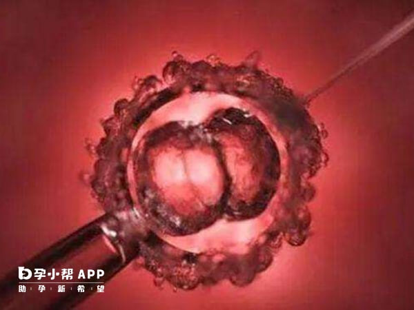 胚胎透明带的形成与基因表达密切相关