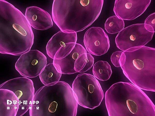 优势卵泡一般只有一个成熟排出