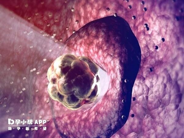 囊胚移植后男性胎儿的比例略高于女性