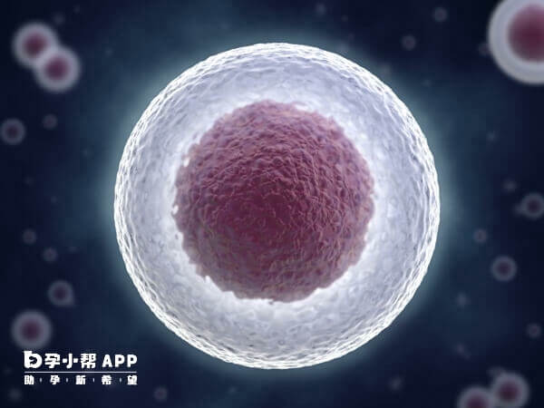 优势卵泡是卵泡中个头最大的