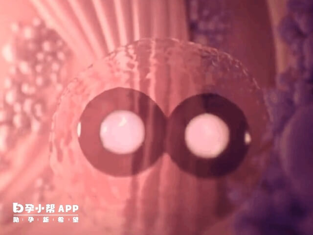 试管婴儿双胞胎妊娠几率约为20%-30%