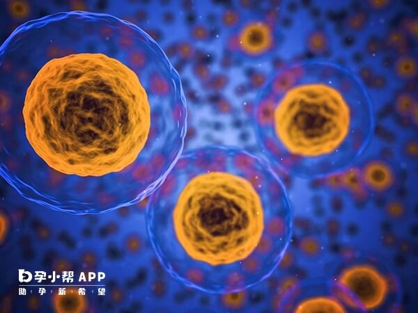 胚胎移植属于医疗手术