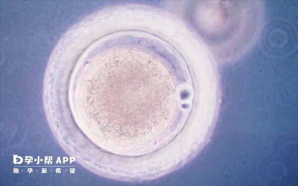 胚胎复苏的常见移植方案主要有4个