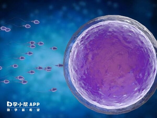 四代试管是卵浆质置换技术