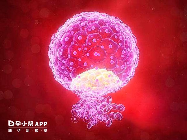 试管婴儿是通过体外受精和胚胎移植实现的