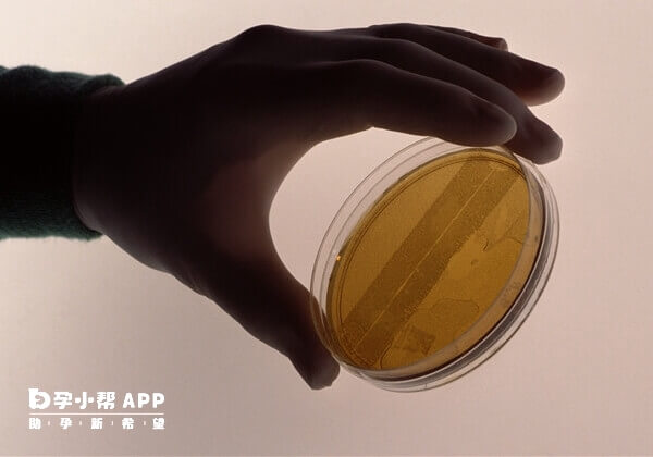 7细胞1级胚胎的成功率有55%左右